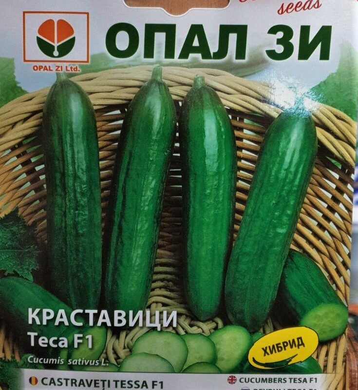 Краставици Теса 1 гр Опал ЗИ